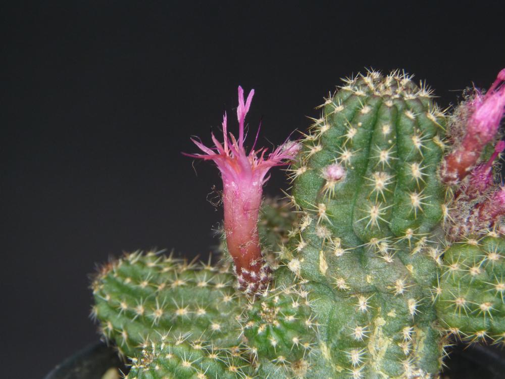 Chamaecereus